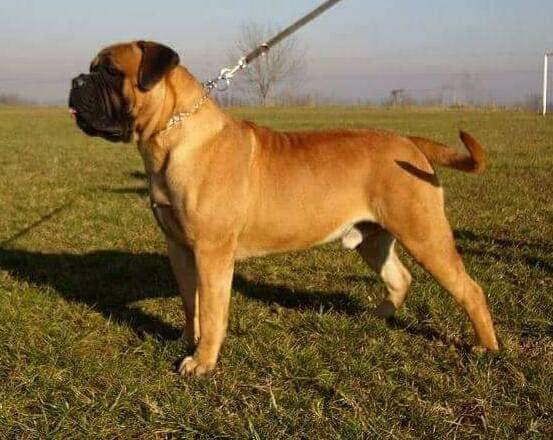 Bruno (71703Bm) | Bullmastiff 