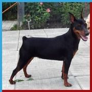 Slavjanka Ultra | Miniature Pinscher 