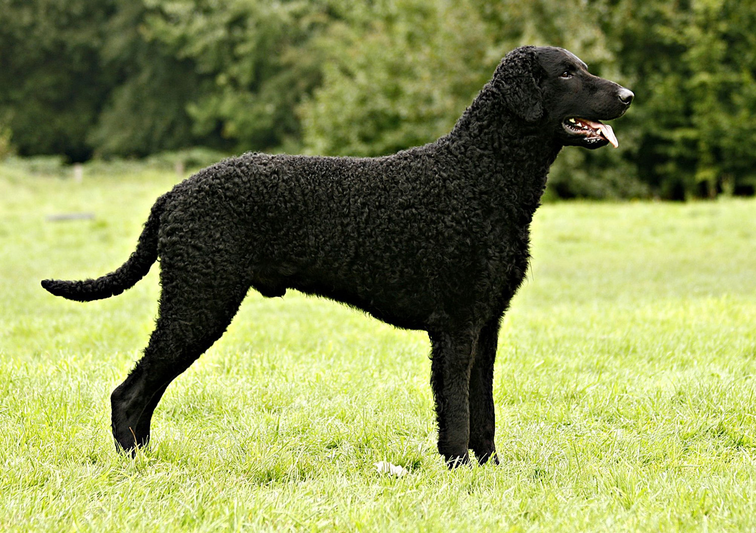Curly-Coated Retriever