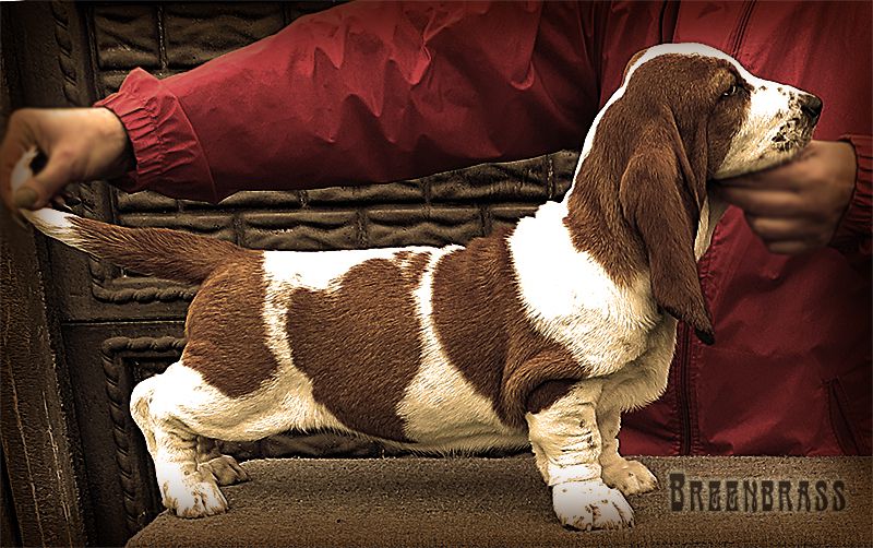 Passion Of Kings Anastasia BREENBRASS | Basset Hound 