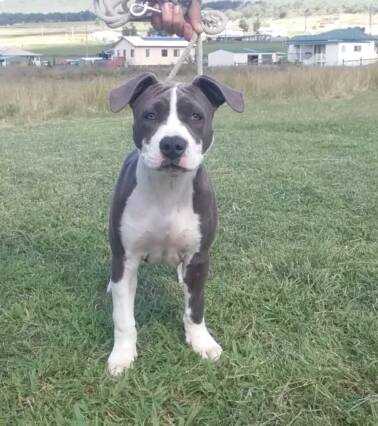Loyalempire Beez Kneez | American Staffordshire Terrier 