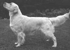 Styal Samarkand | Golden Retriever 
