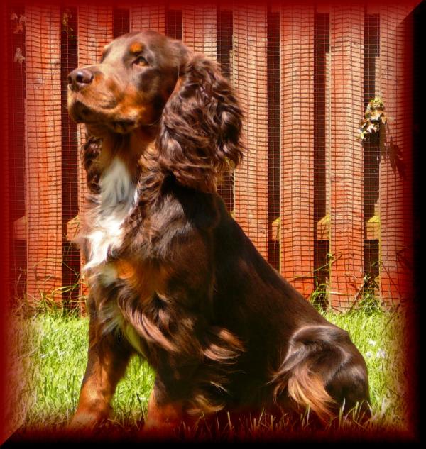 cinnabury gourmand | English Cocker Spaniel 