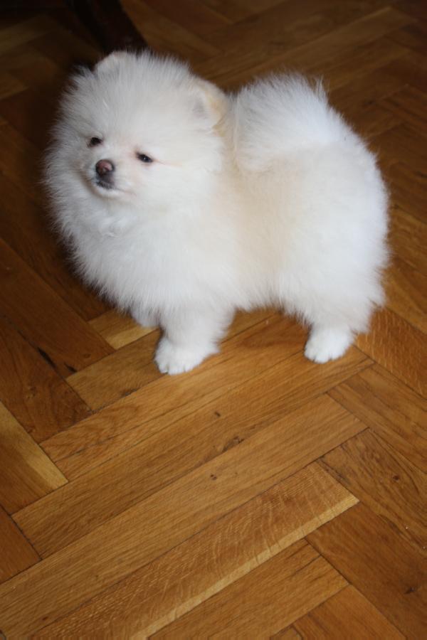 Call me Casanova The Small Step | German Spitz 