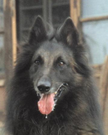 Owen du Domaine Ponti | Belgian Tervuren 