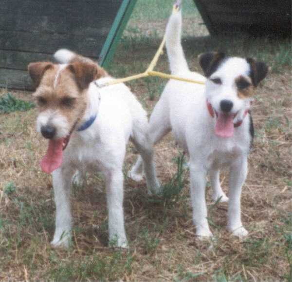 Dusty vom Nixstein | Parson Russell Terrier 