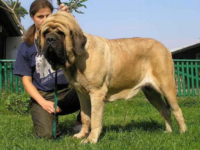 Korosdombi Gwendolin | Mastiff 