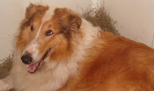 Cook's Lady Fawn | Rough Collie 