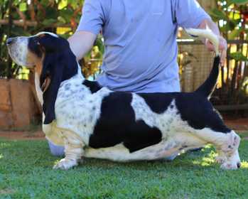 Lake Park Ella | Basset Hound 