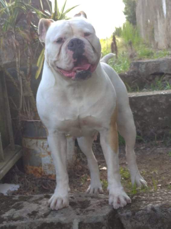 Diva fajã de cima | American Bulldog 