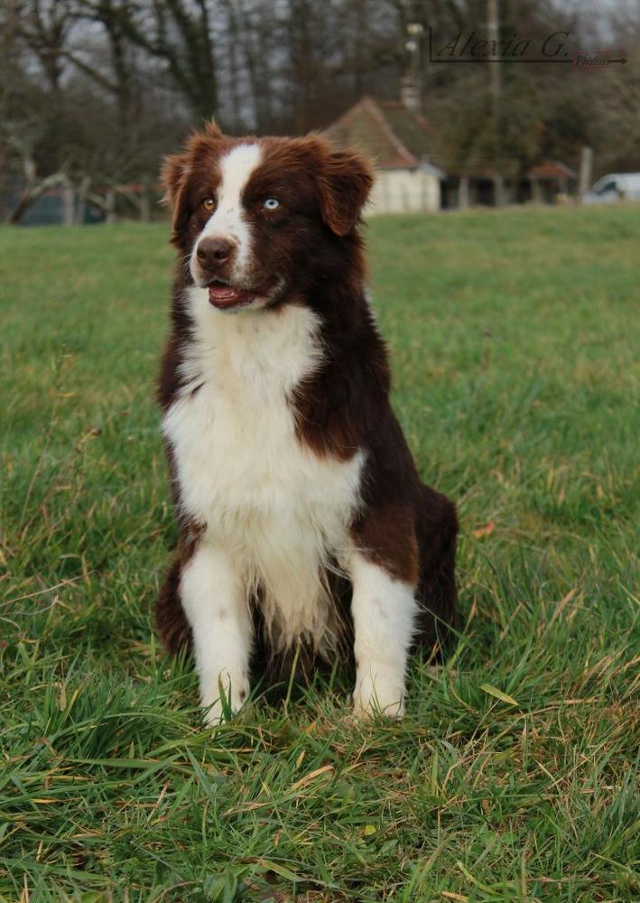 Jackson monument kakiya de l'Orée des charmois | Australian Shepherd 