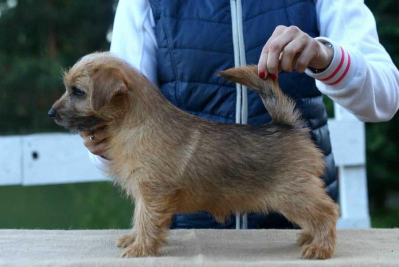 Lamonterra Veyron Bugatti | Norfolk Terrier 