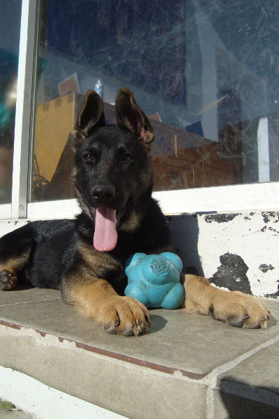 Aska vom Jayat | German Shepherd Dog 