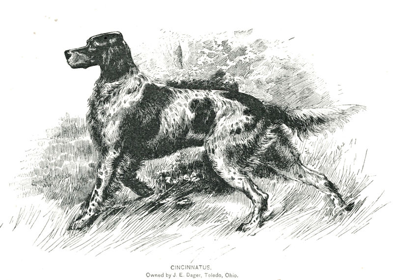 Cincinnatus (1886) | English Setter 