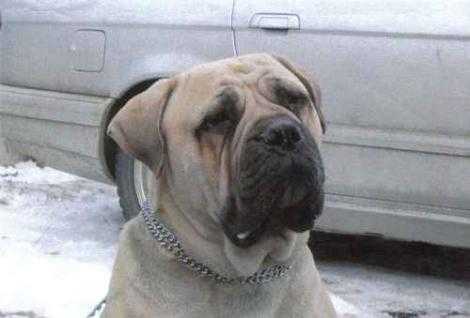 Hu-En-La Beatrix | Bullmastiff 