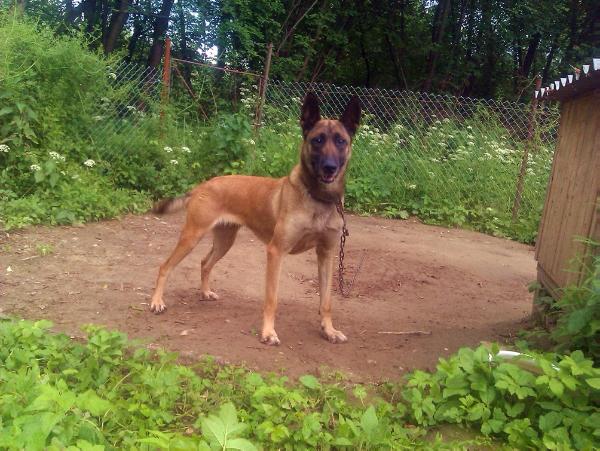 Ajša Faun-Fajo | Belgian Malinois 