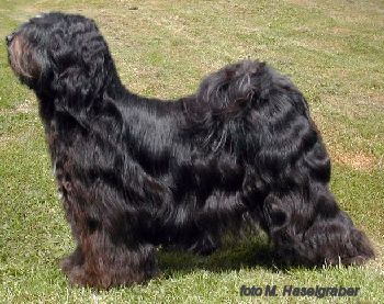 SA-SKYON DWAN-PO FORT D'OR LAMLEH VON NAMA-SCHU | Tibetan Terrier 