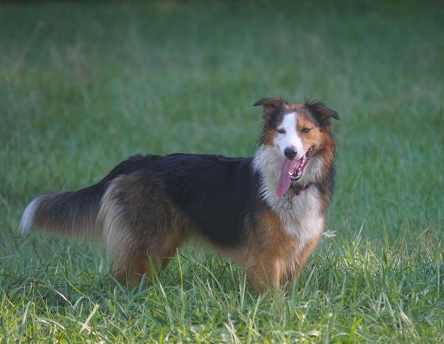 Town &amp; Country's Silwan | English Shepherd 