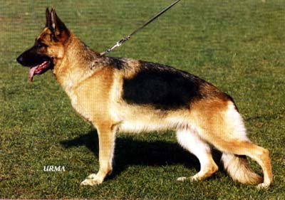 Gina vom Dänischen Hof | German Shepherd Dog 