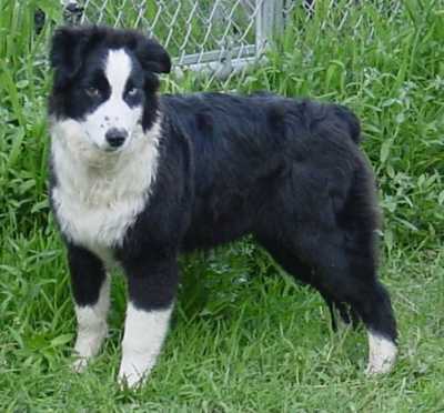 Hoodoo's Spellbound | Australian Shepherd 