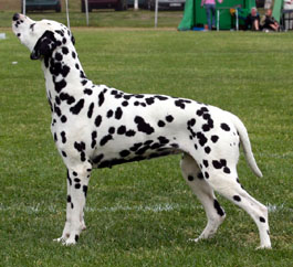 Toot's Zulu | Dalmatian 