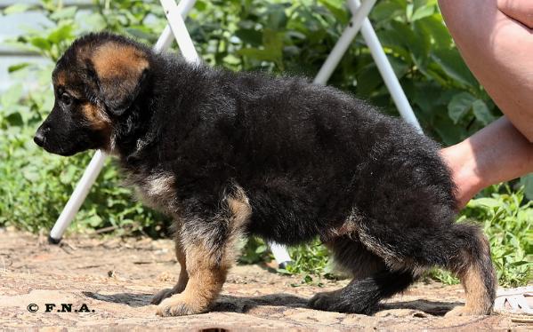 Weitenshof Yudgar | German Shepherd Dog 