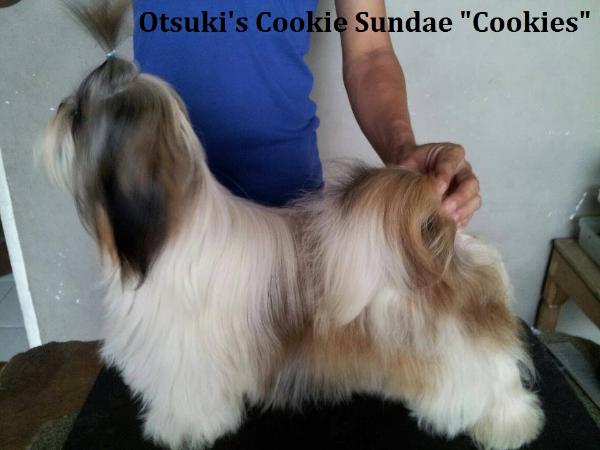 Otsuki's Cookie Sundae | Shih Tzu 