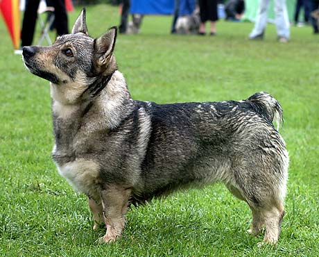 SKOGSBYGDENS WILHELMINA DE-VILLE | Swedish Vallhund 