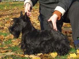 Sansibility Spy Who Loved Me | Scottish Terrier 