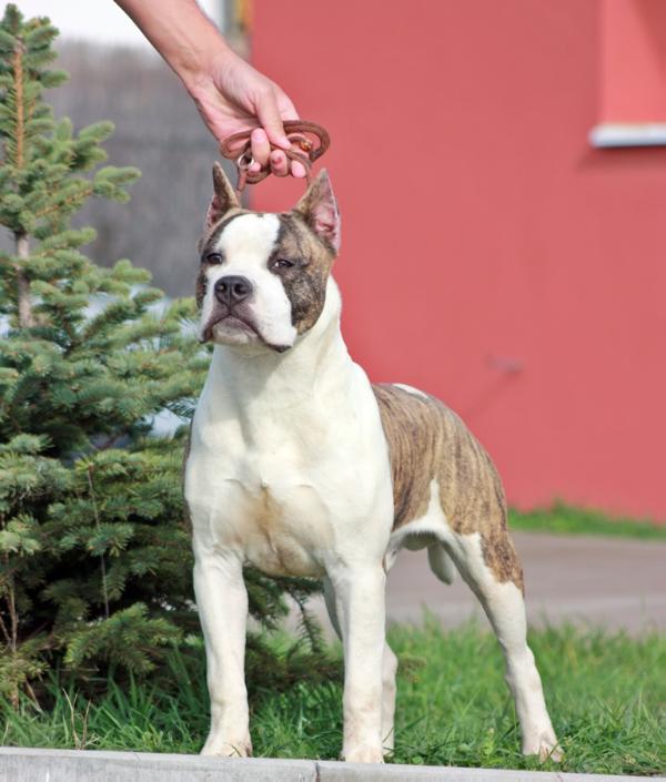 Yankee Boy of Fianna Team | American Staffordshire Terrier 