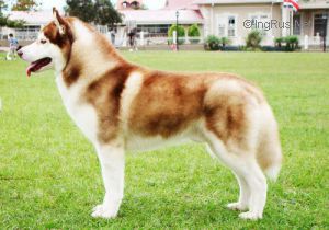 Kristari's Duke Of Lancelot | Siberian Husky 