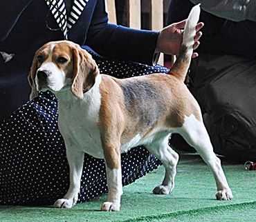 LUNA VICTORIA | Beagle 