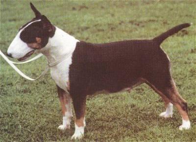 Sammy Joe Imperator | Bull Terrier 