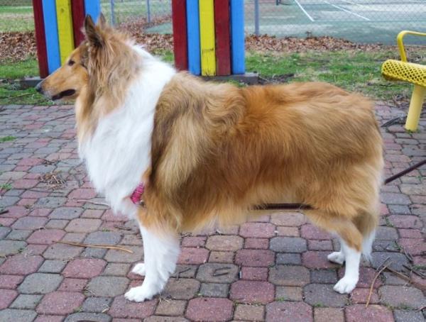 Belle of Cooks Collies | Rough Collie 