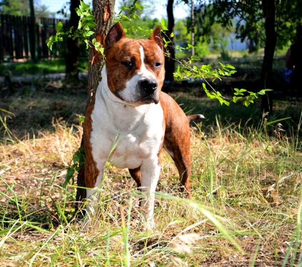 Pont Mad Bullet's | American Staffordshire Terrier 