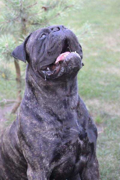 Bestta Didysis Suo | Bullmastiff 