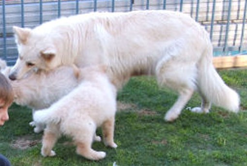 Willow (WA) | White Swiss Shepherd Dog 