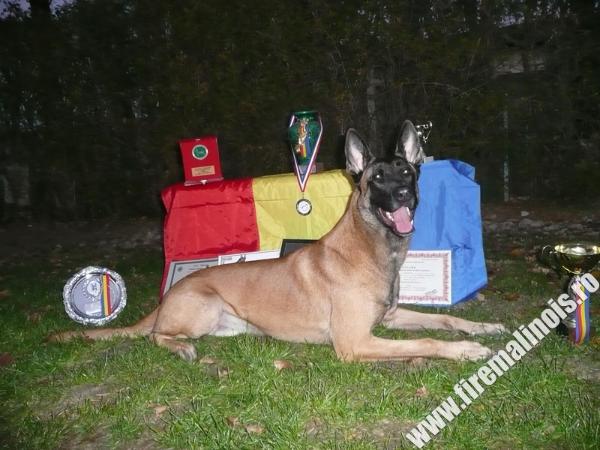Arthur  House of Firemalinois | Belgian Malinois 
