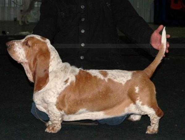 Azura Dudi dogs | Basset Hound 