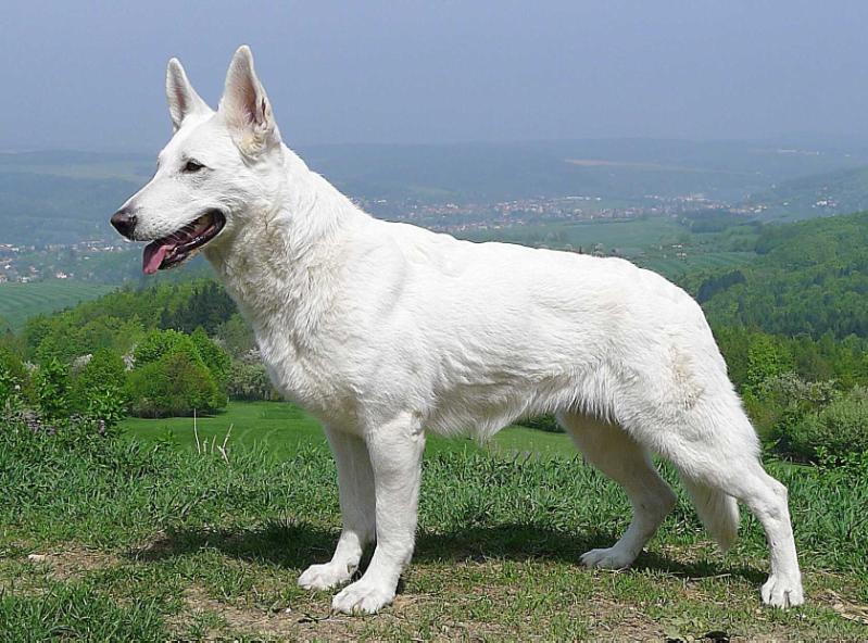 D´Sheron Star z Rance Montara | White Swiss Shepherd Dog 