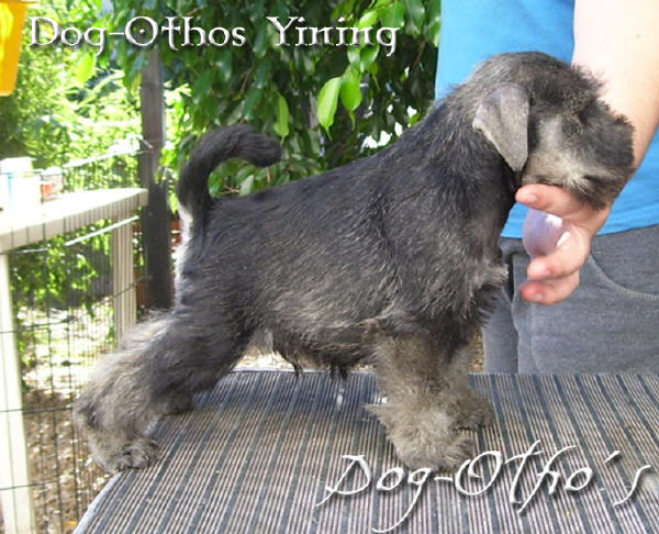 Dog-Otho¿s Yining | Miniature Schnauzer 