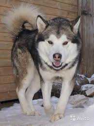 Leyu Istvud | Alaskan Malamute 