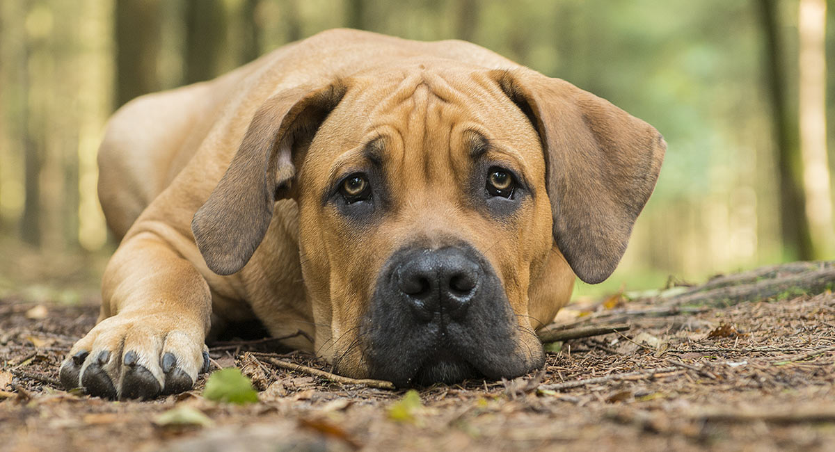 BOERBOEL