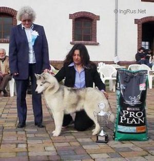 Blue Merle Siberia Bricassart | Siberian Husky 