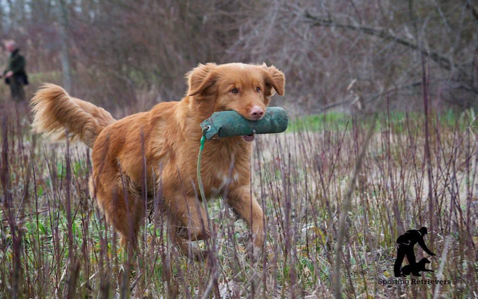 Shaggy Toller's Offshore Buffy | Nova Scotia Duck Tolling Retriever 