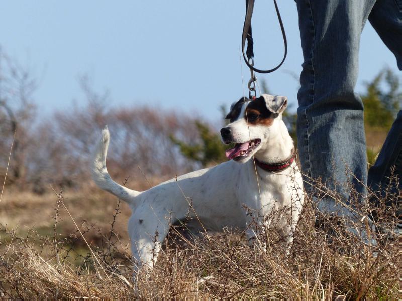 Naughty by Nature Hungary aint no Gimmicks | Parson Russell Terrier 