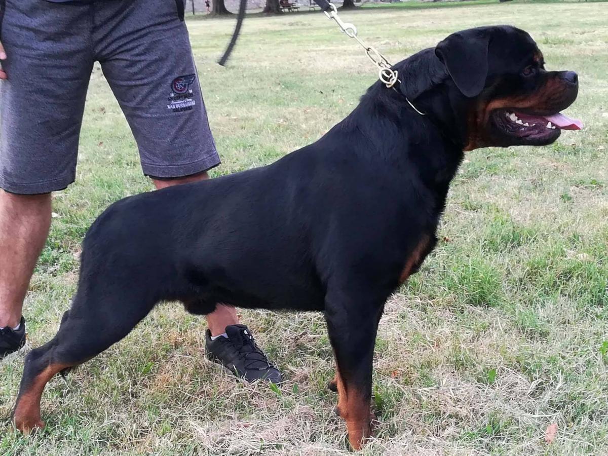 Fedor Hause Of Broks | Rottweiler 