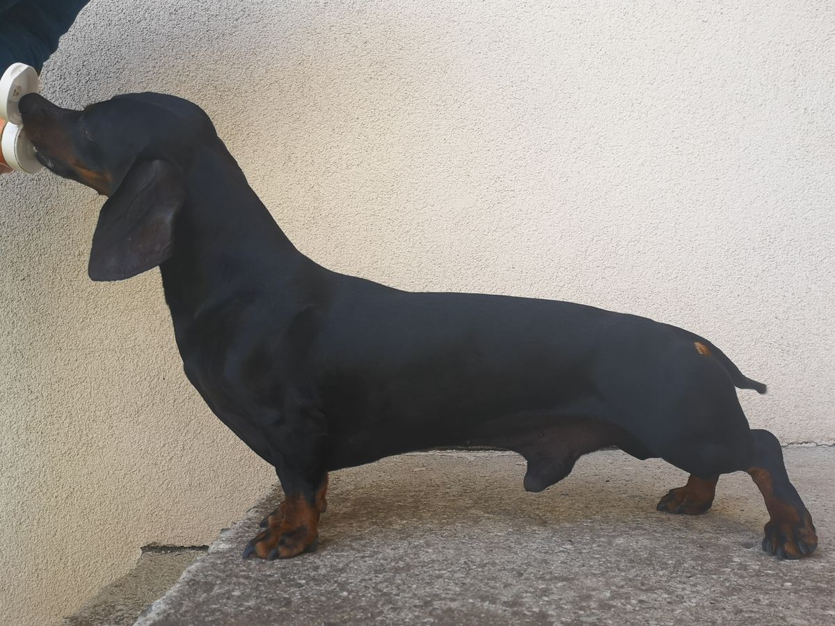Doby vom Weidholz | Dachshund 