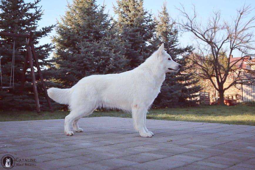 Bounty of Chocolate Ice | White Swiss Shepherd Dog 