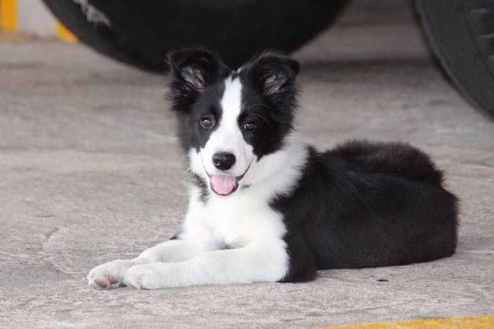 Emma Kaboom | Border Collie 